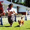 can nsdtrc ch landew's blue kerner jh cd wc gaiting.jpg