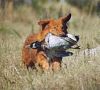 ch hr cinnstar cherokee flash cdx wcx all toller all age.jpg